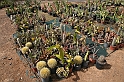 Kanary_2010 178